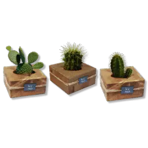 קקטוס בעציץ עץ לעצמאות