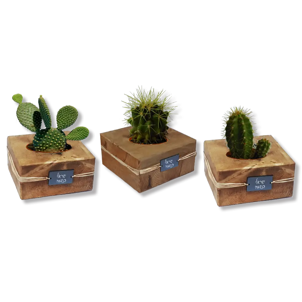 קקטוס בעציץ עץ לעצמאות