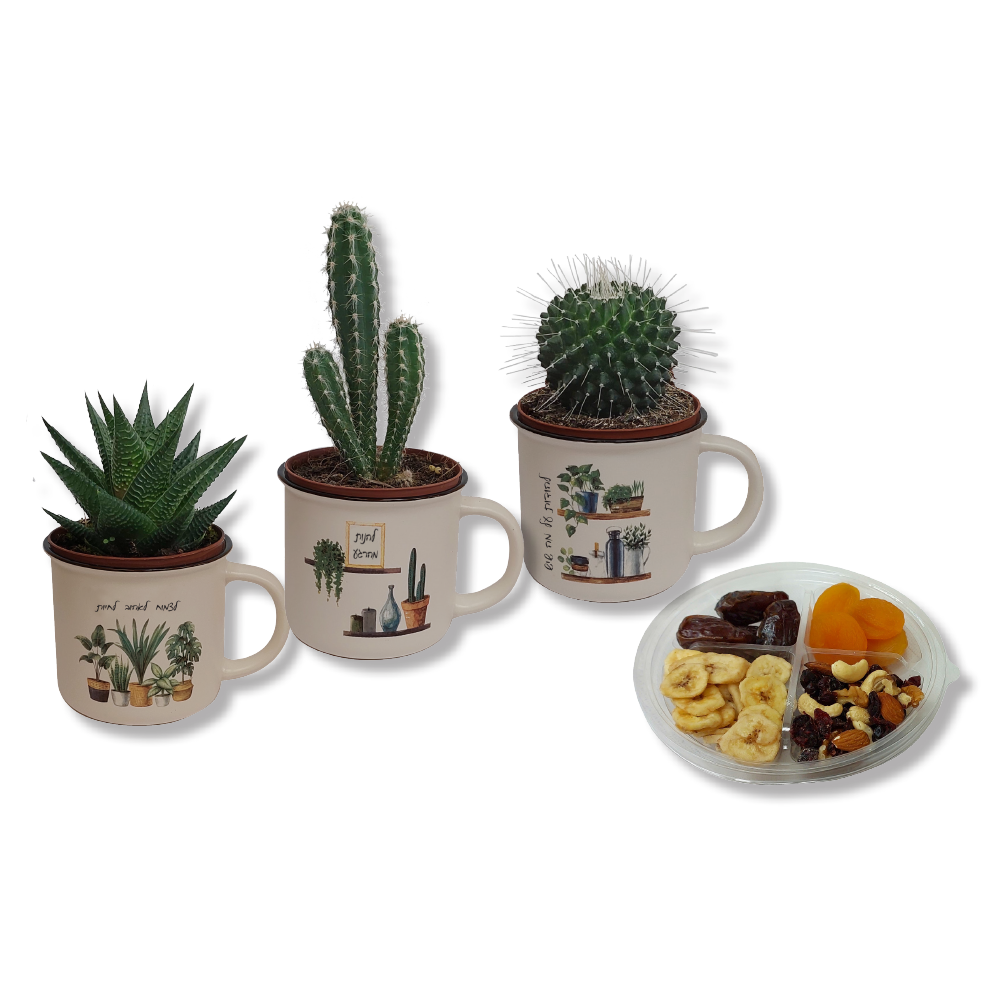 ספל קקטוס עם פירות יבשים – מתנות לטו בשבט